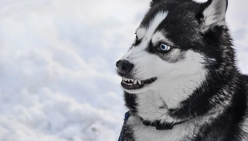 Czy husky jest agresywny? Prawda o temperamentie i zachowaniu tej rasy