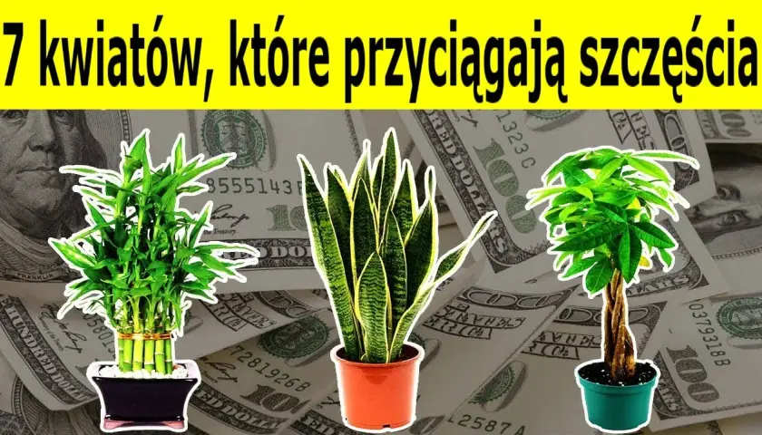 Jakie kwiaty w domu przynoszą szczęście i pozytywną energię