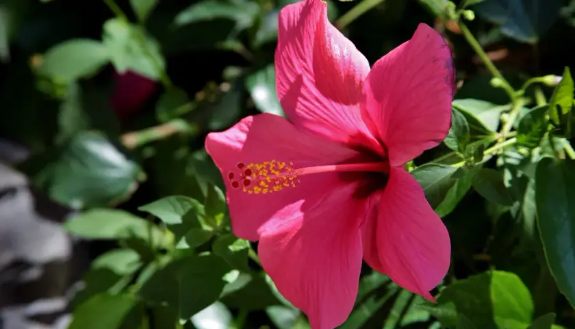 Jaki nawóz do hibiskusa ogrodowego zapewni bujne kwitnienie - poradnik eksperta