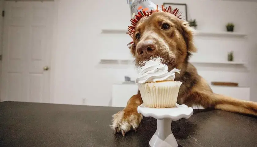 Czy pies może jeść cukier: poznaj niebezpieczne skutki dla zdrowia pupila