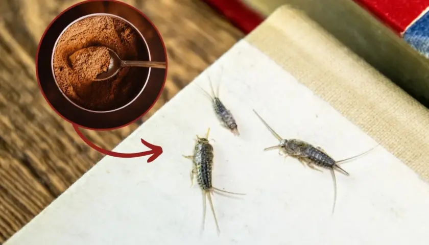 Jak się pozbyć rybików z mieszkania? Skuteczne metody i porady