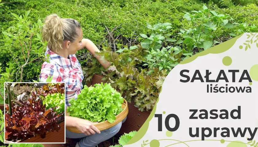 Dlaczego sałata rośnie w górę? Oto najczęstsze przyczyny i rozwiązania