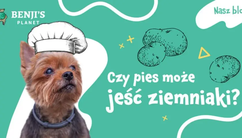 Czy pies może jeść ziemniaki - poznaj zasady bezpiecznego karmienia