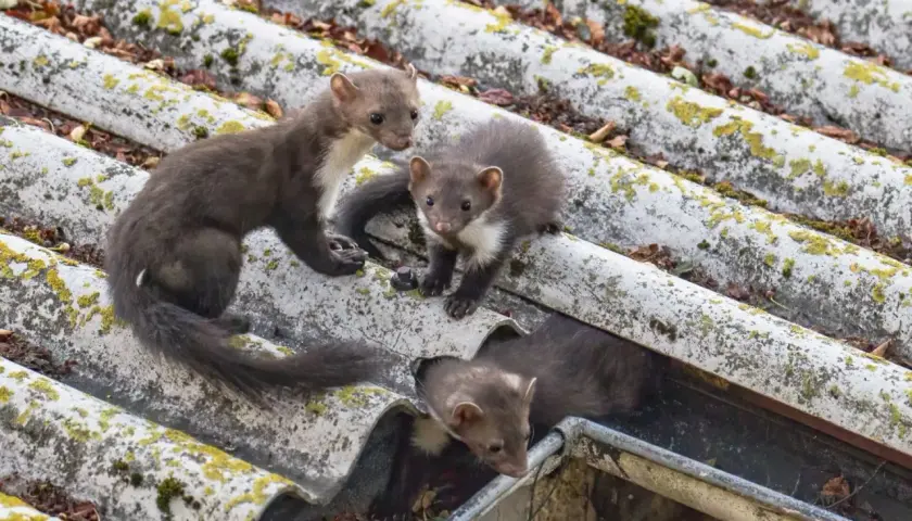 Kuna na dachu? Oto, jak uratować swój dach
