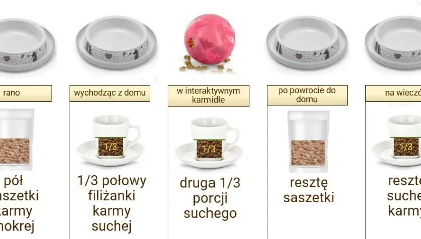 Prawidłowe dawkowanie suchej karmy dla kota - poznaj najlepsze zasady karmienia