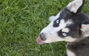 Ile km dziennie powinien chodzić husky? Kluczowe informacje o aktywności