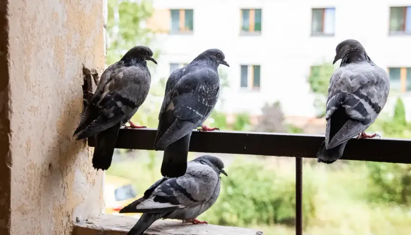 Sposoby na gołębie – jak skutecznie odstraszyć ptaki z naszego otoczenia?