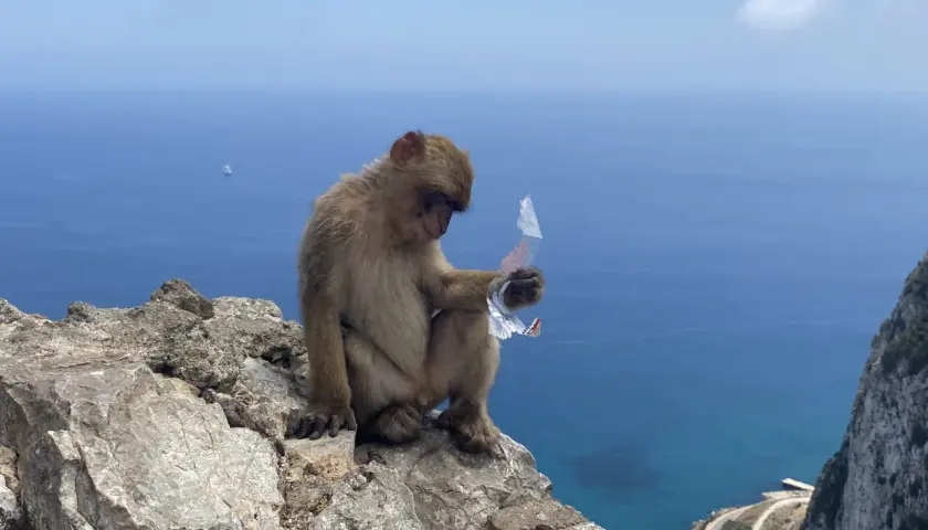 Najlepsze atrakcje w Gibraltarze, które musisz zobaczyć podczas wizyty