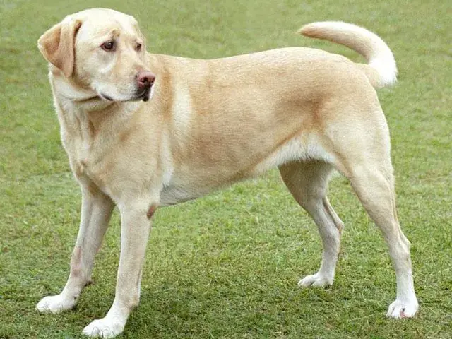 Amerykański labrador - poznaj różnice i cechy tej wyjątkowej rasy psów