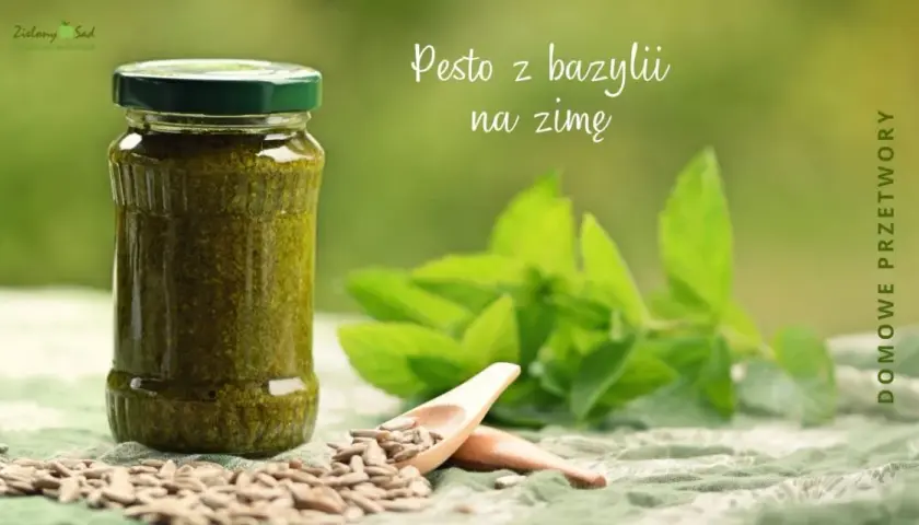 Jak zrobić pesto z bazylii na zimę - prosta receptura na zapas
