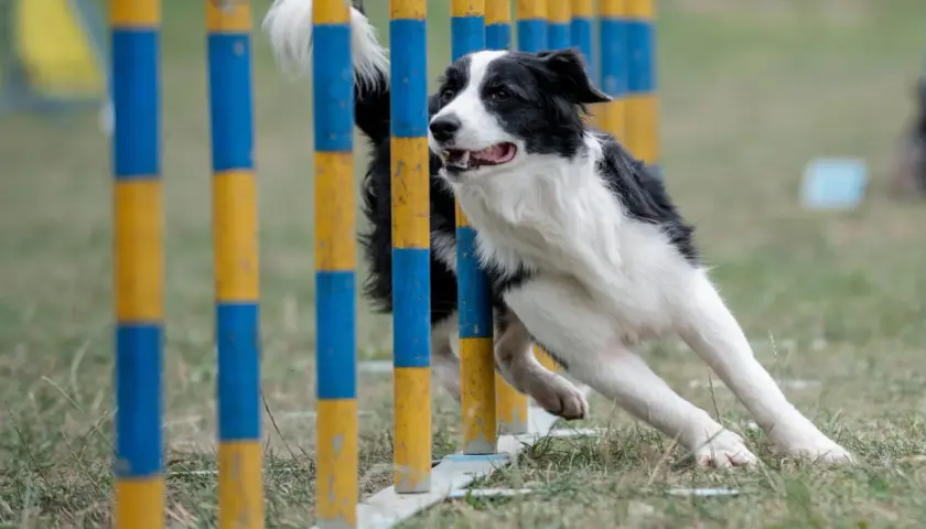 Klasa agility 0: kompletny poradnik dla psich sportowców na start