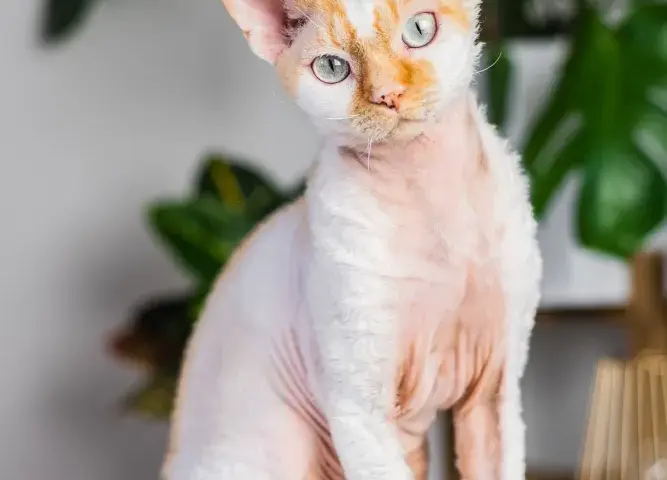 Hodowla Devon Rex w Szczecinie – znajdź idealnego kociaka dla siebie