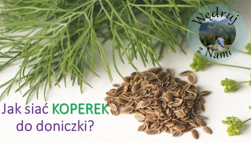 Jak siać koperek w doniczce - proste sposoby na udaną uprawę