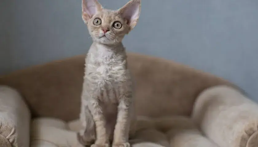 Gdzie znaleźć koty Devon Rex w Zachodniopomorskiem – najlepsze hodowle