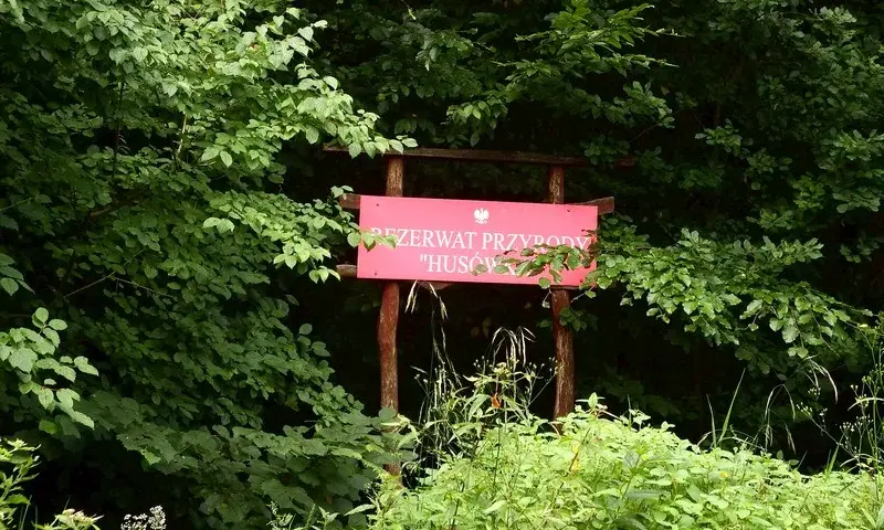 Rezerwat Przyrody Husówka – co warto wiedzieć przed wizytą i jak uniknąć błędów