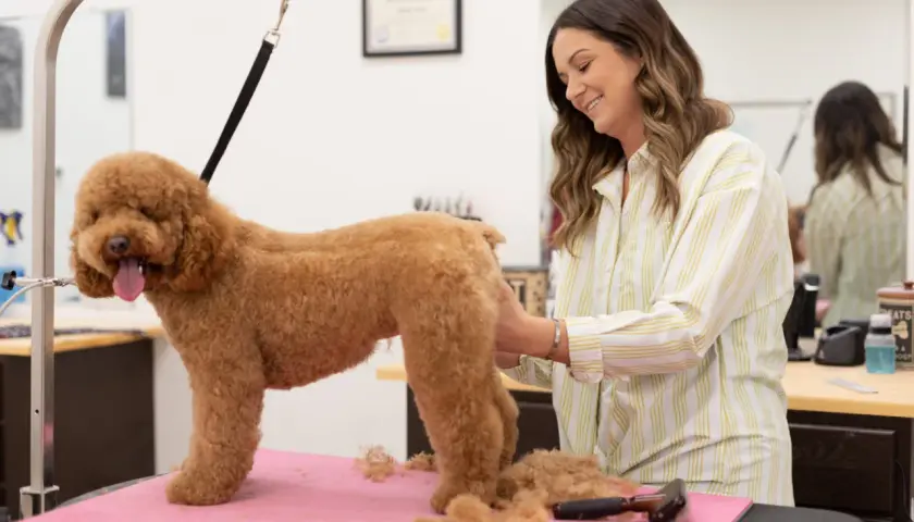 Una peluquera sonríe mientras arregla a un caniche pelado de color caramelo en una mesa de aseo.