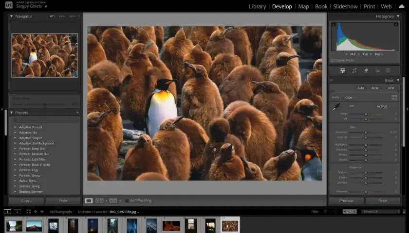Darmowe presety Photoshop do edycji zdjęć pingwinów. Program Lightroom Classic pozwala na szybkie tworzenie unikalnych efektów.