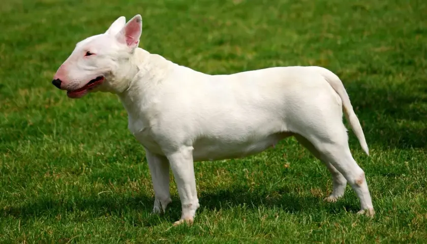 Biały bull terrier, choć często postrzegany jako groźne rasy psów, prezentuje się dumnie na zielonej trawie.