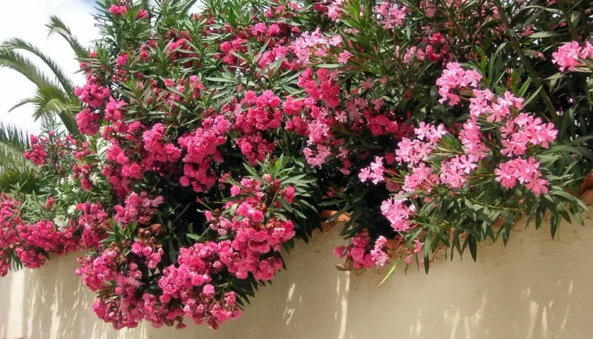 Un magnifique arbuste méditerranéen débordant de fleurs roses vives, avec des palmiers en arrière-plan.