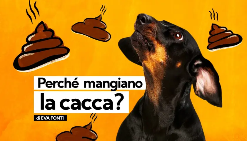 Un cane nero guarda in alto, circondato da disegni di cacca. Il testo chiede: "Perché mangiano la cacca?". Non c'è motivo di preoccuparsi se il cane non fa la cacca.