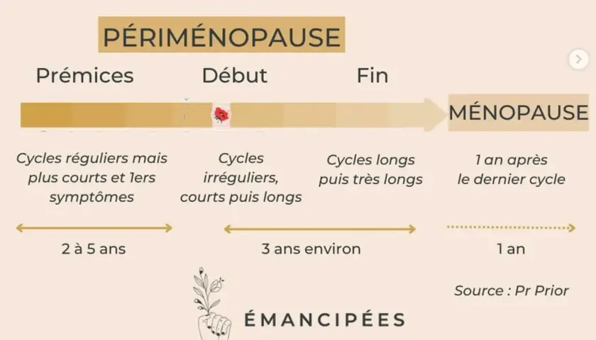 Schéma de la périménopause : prémices (cycles courts, 1ers symptômes, manque d'oestrogène), début (cycles irréguliers), fin (cycles longs) et ménopause.