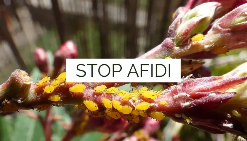 Un ramo di pianta infestato da afidi gialli e bianchi. È ora di eliminare afidi bianchi e i loro simili per salvare la vegetazione.