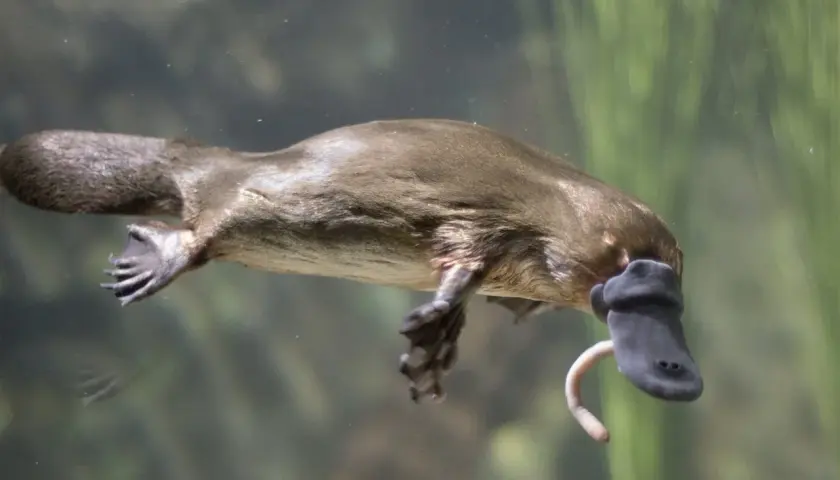 Un ornitorrinco nada con su pico de pato y cola de castor. ¡Un animal lleno de curiosidades del ornitorrinco!
