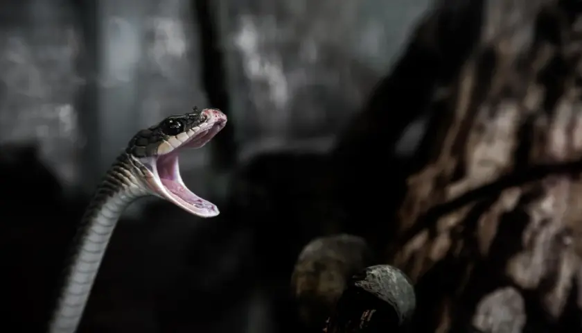 Serpiente con la boca abierta, como si soñar con serpientes que no te hacen nada fuera posible.