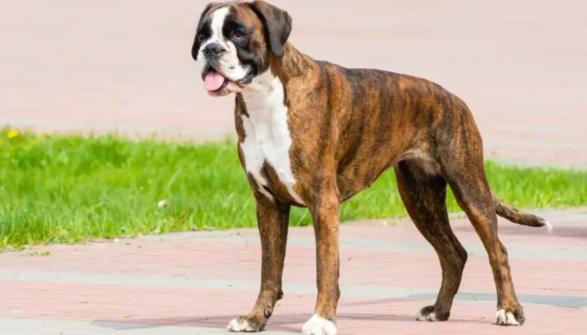 Ein stolzer deutscher Boxer mit gestreiftem Fell und weißer Brust steht auf einem gepflasterten Weg.