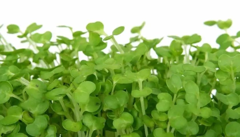 Germogli verdi e freschi di crescione insalata, pronti per arricchire ogni piatto con un tocco di sapore e salute.