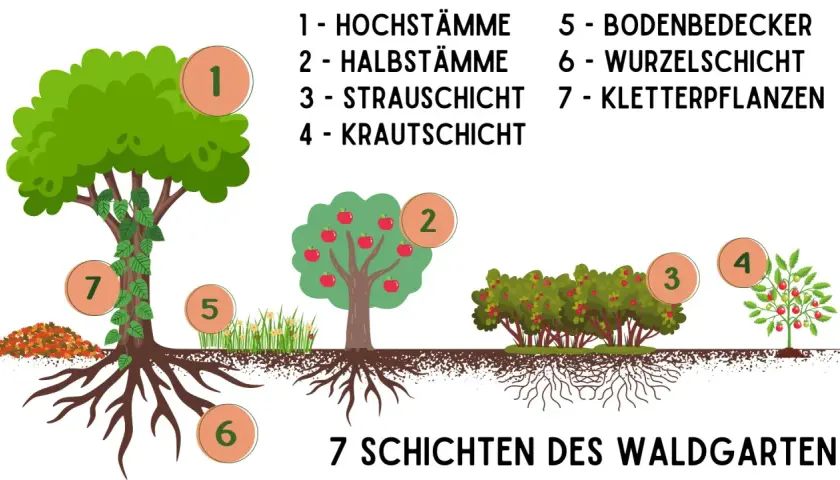 Illustration zeigt, wie man einen Waldgarten anlegt: Hochstämme, Bäume, Sträucher, Kräuter, Bodendecker, Wurzeln und Kletterpflanzen.
