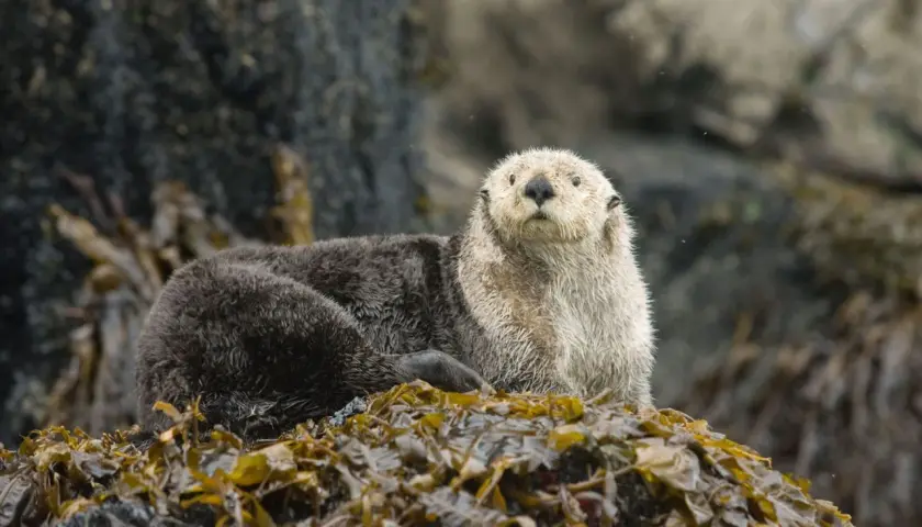Ein Otter sitzt auf Seetang. Gibt es Otter in Deutschland? Ja, Fischotter leben in Deutschland.