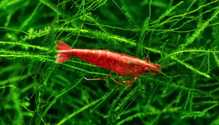 Czerwona krewetka Red Cherry wśród zielonych roślin wodnych, symbolizująca udane krewetki red cherry rozmnażanie.