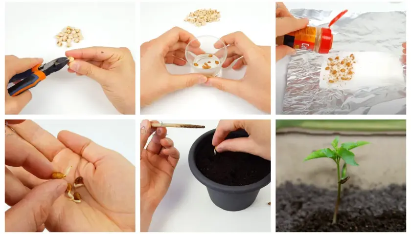 Passaggi per la germinazione dei semi: taglio, ammollo, trattamento, germogli in mano, semina in vaso e giovane piantina.