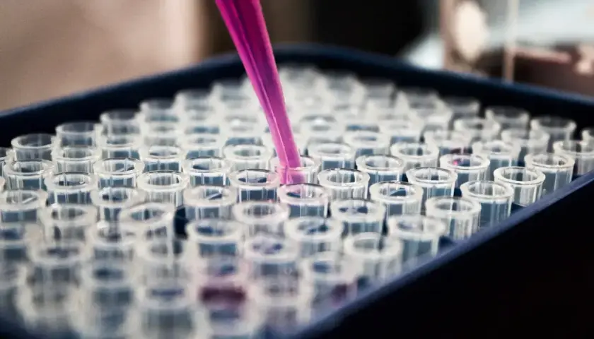 Różowa pipeta pobiera próbkę do jednego z wielu przezroczystych naczyń w laboratorium. To praca, która może pomóc patomorfologowi w diagnozie.