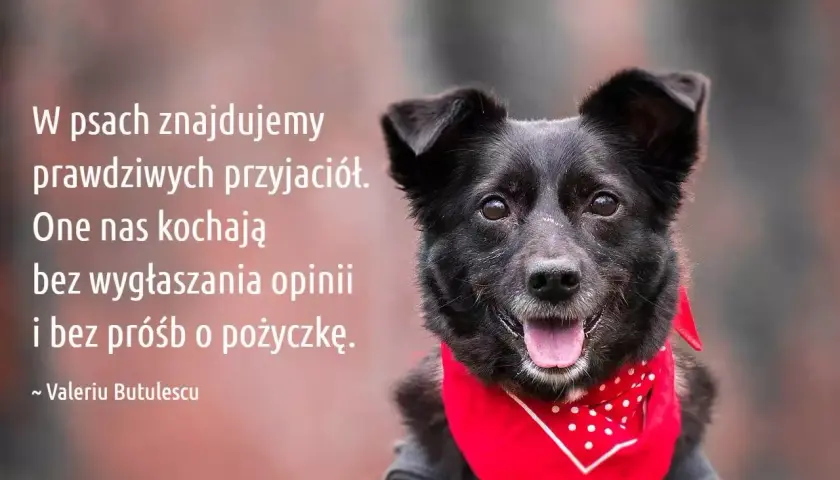 Czarny pies w czerwonej bandanie, ilustrujący cytaty o psach: "W psach znajdujemy prawdziwych przyjaciół. One nas kochają bez wygłaszania opinii i bez próśb o pożyczkę.