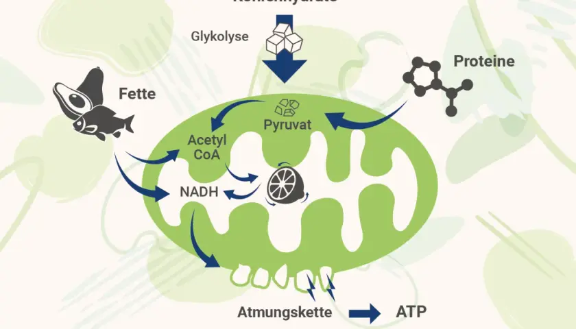 Schema zeigt, wie Fette, Kohlenhydrate und Proteine in Pyruvat umgewandelt werden, das dann über die Atmungskette zu ATP, der Energie der Zelle, führt.