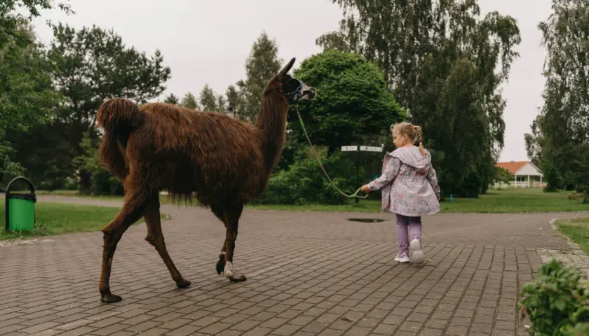 Dziewczynka prowadzi na smyczy brązową lamę w mini zoo. Zwierzę wygląda jak mały niedźwiedź.