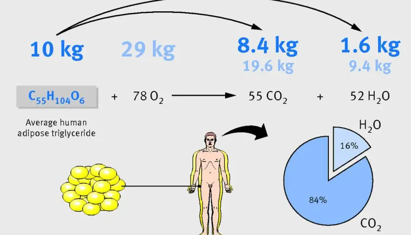 Jak spalić tkankę tłuszczową? Schemat pokazuje, że 10 kg tłuszczu (triglicerydów) z 29 kg tlenu daje 8,4 kg CO2 i 9,4 kg H2O.