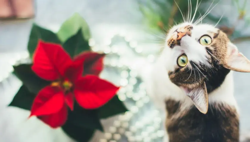 Gato curioso cerca de una flor de pascua tóxica para gatos.
