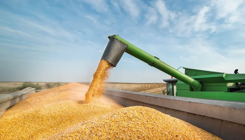 Récolte de maïs en été : une moissonneuse déverse des grains dorés dans une remorque sous un ciel bleu.