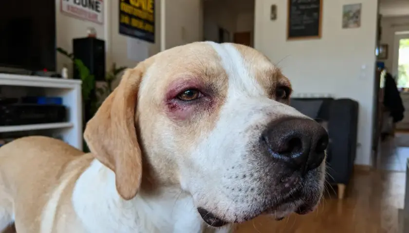 Chien avec œdème de Quincke à l'œil. Recherche de traitement naturel pour soulager son inconfort.