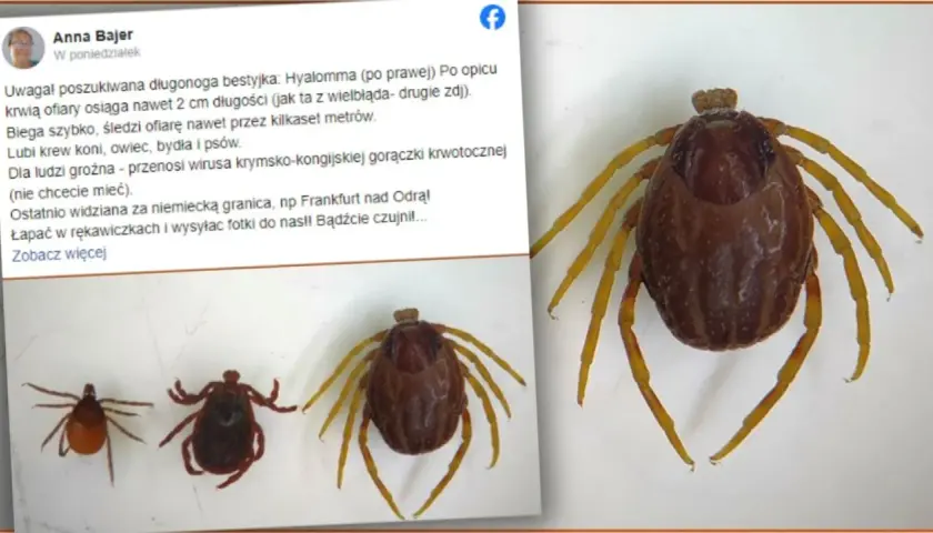 Duży kleszcz afrykański Hyalomma, groźny przenosiciel chorób, widziany ostatnio za granicą.