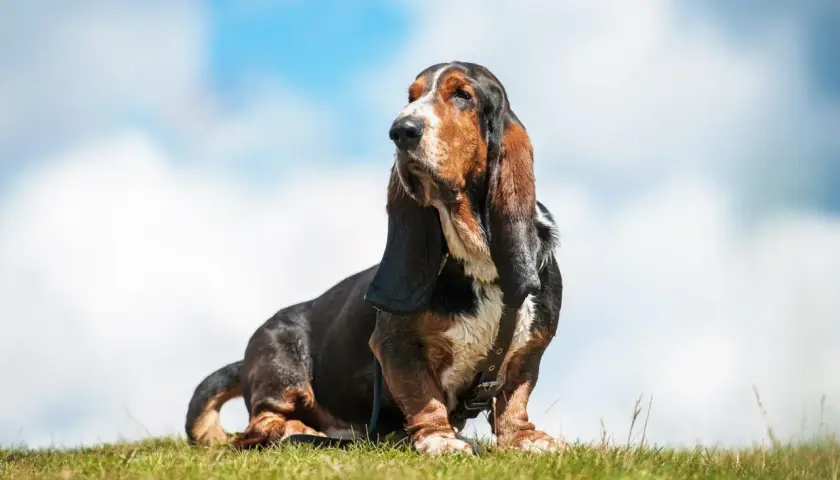 Mały pies myśliwski, basset hound, siedzi na trawie pod błękitnym niebem z chmurami.