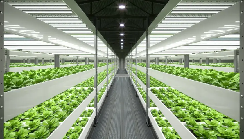 Un'enorme serra verticale con file infinite di lattuga verde brillante, illuminata da luci a LED. Un esempio di come coltivare in casa in modo efficiente.