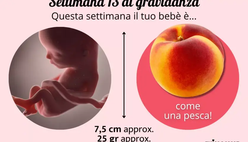Bebè di 13 settimana di gravidanza, grande come una pesca. Misura 7,5 cm e pesa 25 gr.
