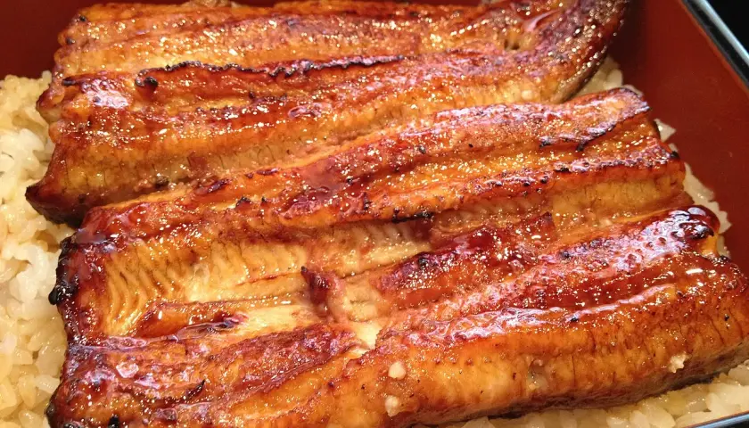 Glistening grilled eel, a star of many eel recipes, served over fluffy white rice in a traditional Japanese bento box.