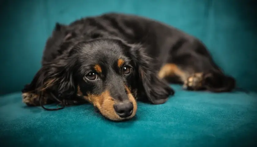 Jak ochronić kanapę przed psem? Porady i materiały pet friendly