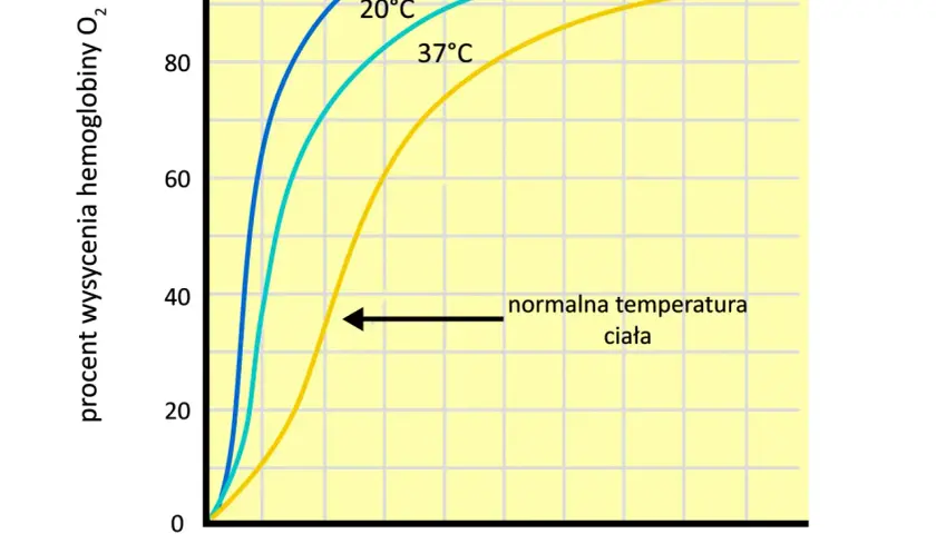 Wykres pokazuje efekt Bohra: im wyższa temperatura, tym niższe wysycenie hemoglobiny tlenem. Oddychanie jest efektywniejsze w niższych temperaturach.