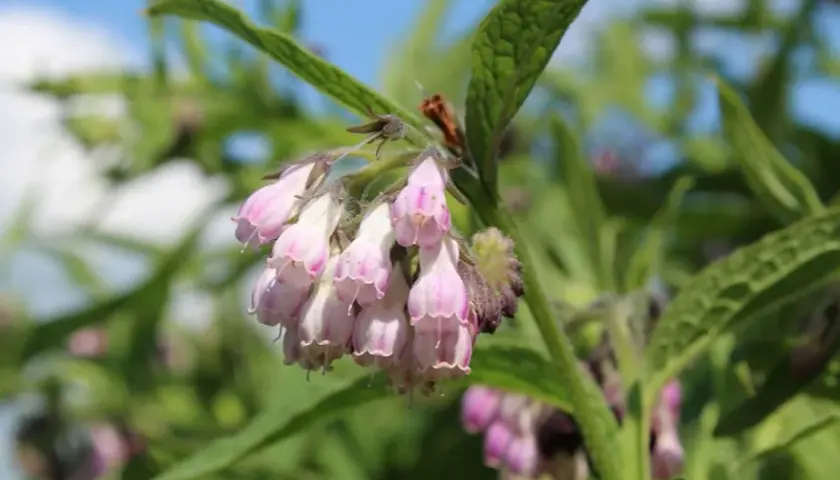 Symphytum officinale w homeopatii: jak skutecznie leczyć bóle stawów